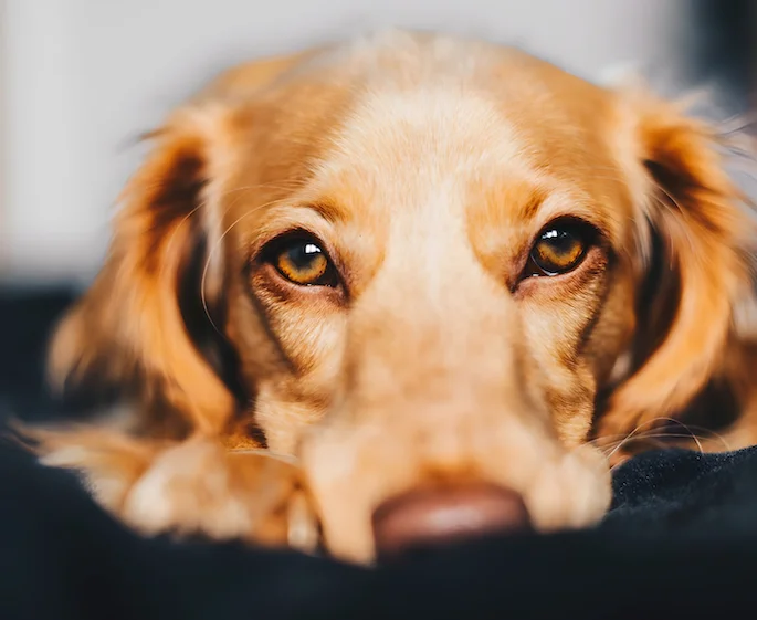 My golden retriever clearance puppy is not eating